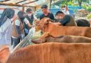Distan Bandar Lampung Percepat Vaksinasi PMK Hewan Ternak Distan Bandar Lampung Percepat Vaksinasi PMK Hewan Ternak