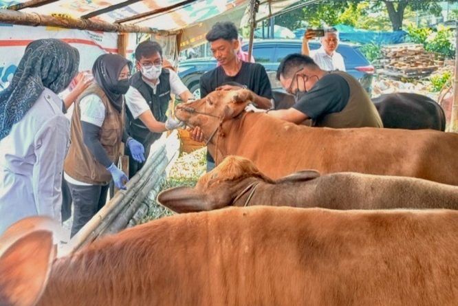 Distan Bandar Lampung Percepat Vaksinasi PMK Hewan Ternak Distan Bandar Lampung Percepat Vaksinasi PMK Hewan Ternak