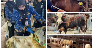 Penjualan Sapi Kurban Lampung 2026 Naik 40,15 Persen, Domba Melonjak 121,76 Persen