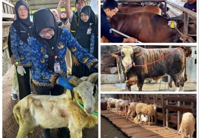 Penjualan Sapi Kurban Lampung 2026 Naik 40,15 Persen, Domba Melonjak 121,76 Persen