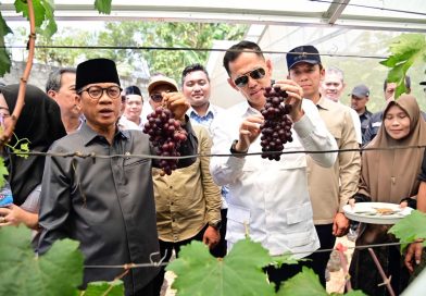 Kebun Anggur BUMDes Merak Batin Harapan Baru Ekonomi Warga Mulai Berbuah Kebun Anggur BUMDes Merak Batin Harapan Baru Ekonomi Warga Mulai Berbuah