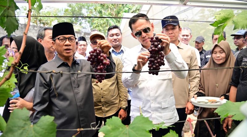 Kebun Anggur BUMDes Merak Batin Harapan Baru Ekonomi Warga Mulai Berbuah Kebun Anggur BUMDes Merak Batin Harapan Baru Ekonomi Warga Mulai Berbuah